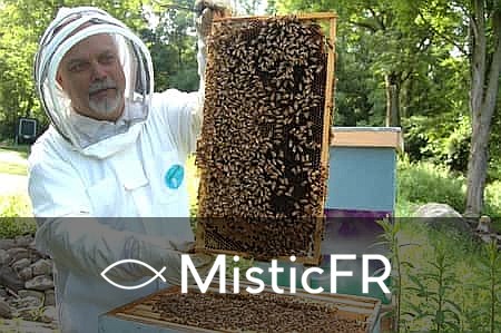 Rêver d'abeilles dans le 