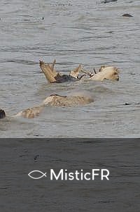 Rêver d'eau boueuse