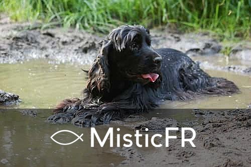 Rêver d'eau dans le Jeu de l'Animal