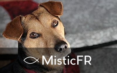 Rêver d'excréments de chien : Signification et interprétation