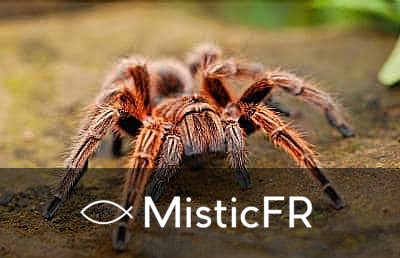 Rêver d'insectes
