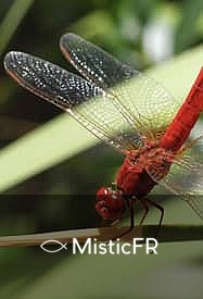 Rêver d'insectes