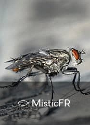 Rêver d'insectes