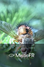 Rêver d'insectes