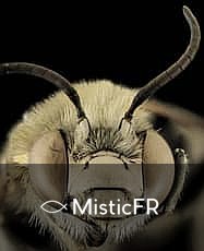 Rêver d'insectes