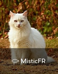 Rêver d'un chat mort
