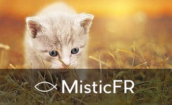 Rêver d'un chat mort