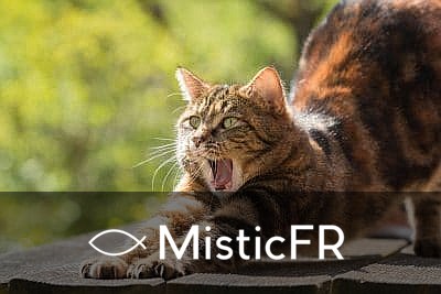 Rêver d'un chat qui mord