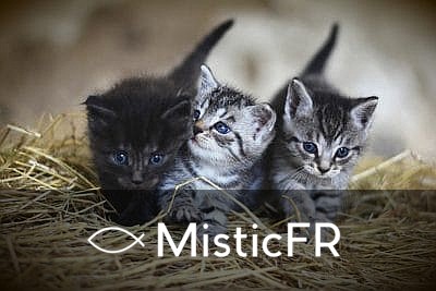 Rêver d'un chaton