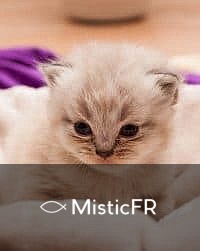 Rêver d'un chaton