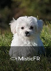 Rêver d'un chien décédé