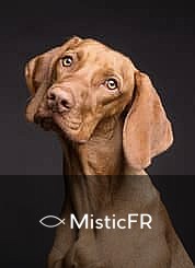 Rêver d'un chien décédé