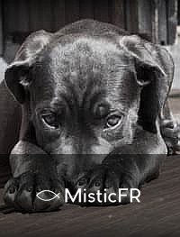 Rêver d'un chien noir : Que signifie ce songe ?