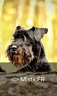 Rêver d'un chien noir : Que signifie ce songe ?