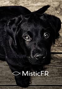 Rêver d'un chien noir : Que signifie ce songe ?