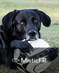 Rêver d'un chien noir : Que signifie ce songe ?