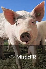 Rêver d'un cochon