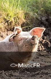 Rêver d'un cochon