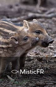 Rêver d'un cochon