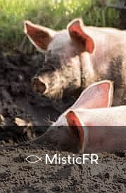 Rêver d'un cochon