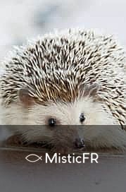 Rêver d'un cochon