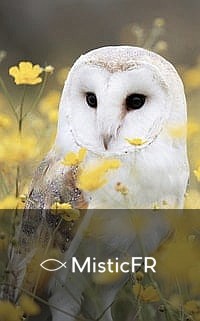 Rêver d'un hibou