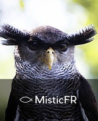 Rêver d'un hibou