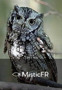 Rêver d'un hibou