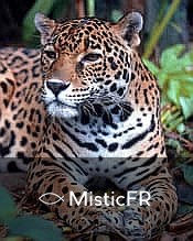 Rêver d'un jaguar