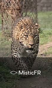 Rêver d'un jaguar