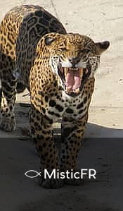 Rêver d'un jaguar