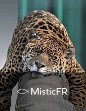 Rêver d'un jaguar