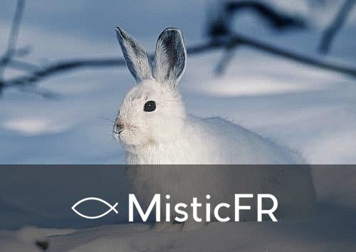 Rêver d'un lapin blanc