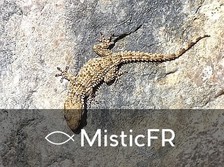 Rêver d'un lézard : Que signifie ce songe ?