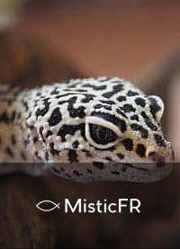 Rêver d'un lézard : Que signifie ce songe ?