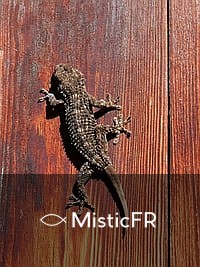 Rêver d'un lézard : Que signifie ce songe ?