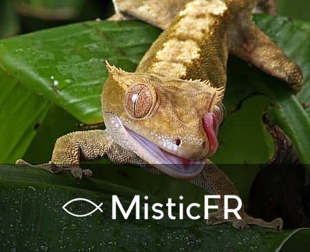 Rêver d'un lézard : Que signifie ce songe ?