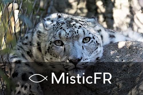 Rêver d'un ocelot