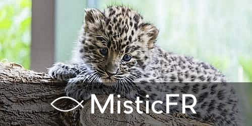 Rêver d'un ocelot