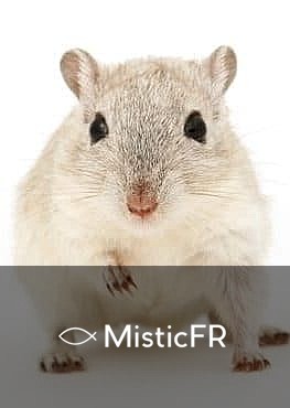Rêver d'un rat mort