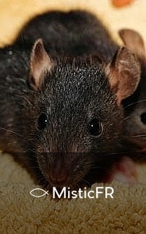 Rêver d'un rat mort