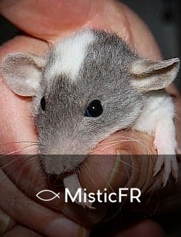 Rêver d'un rat mort