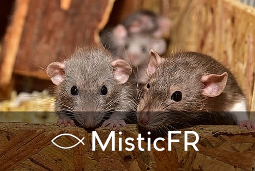 Rêver d'un rat mort