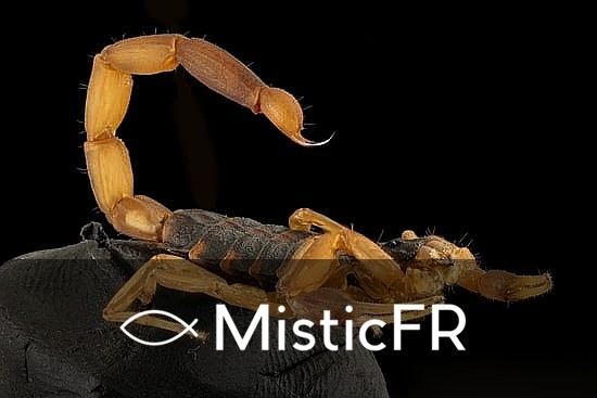 Rêver d'un scorpion jaune