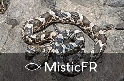 Rêver d'un serpent à deux têtes