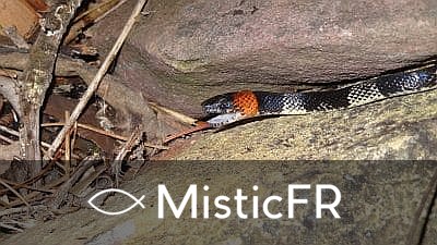 Rêver d'un serpent corail
