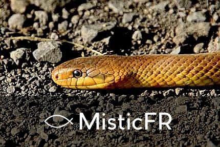 Rêver d'un serpent marron