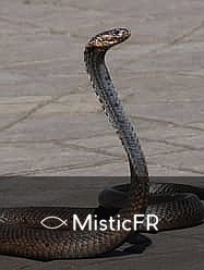 Rêver d'un serpent mort : Significations et interprétations