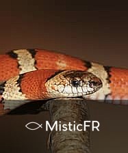 Rêver d'un serpent mort : Significations et interprétations