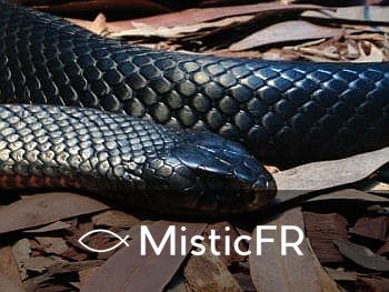 Rêver d'un serpent noir